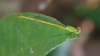 J19_9129 Ceriagrion coromandelianum male